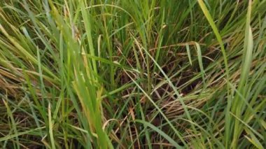 Rüzgâr sonbahar çimlerini sarıyor, sonbahar çimlerini kaplıyor.