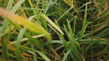 Rüzgâr sonbahar çimlerini sarıyor, sonbahar çimlerini kaplıyor.