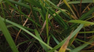 Rüzgâr sonbahar çimlerini sarıyor, sonbahar çimlerini kaplıyor.