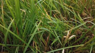 Rüzgâr sonbahar çimlerini sarıyor, sonbahar çimlerini kaplıyor.