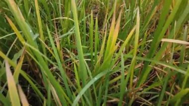 Rüzgâr sonbahar çimlerini sarıyor, sonbahar çimlerini kaplıyor.