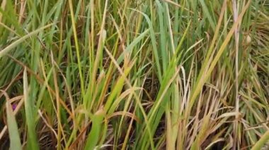 Rüzgâr sonbahar çimlerini sarıyor, sonbahar çimlerini kaplıyor.