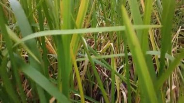 Rüzgâr sonbahar çimlerini sarıyor, sonbahar çimlerini kaplıyor.