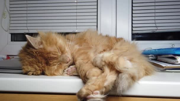 Симпатичная Рыжая Кошка Лежит Подоконнике Пушистый Питомец Сидит Дома Выходя — стоковое видео