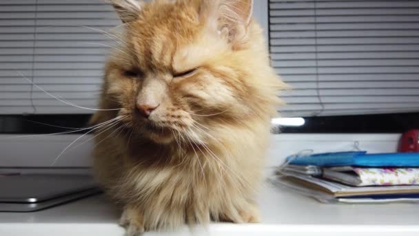 Leuke Gember Kat Liggend Vensterbank Fluffy Huisdier Zit Thuis Zonder — Stockvideo