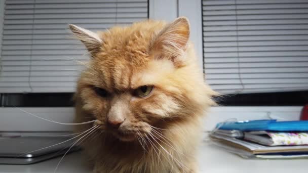 Lindo Gato Jengibre Acostado Alféizar Fluffy Mascota Sienta Casa Sin — Vídeos de Stock