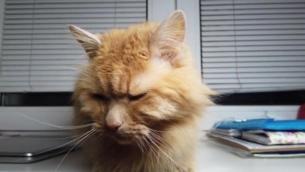 Χαριτωμένη Γάτα Τζίντζερ Ξαπλωμένη Στο Περβάζι Χνουδωτό Κατοικίδιο Κάθεται Στο — Αρχείο Βίντεο