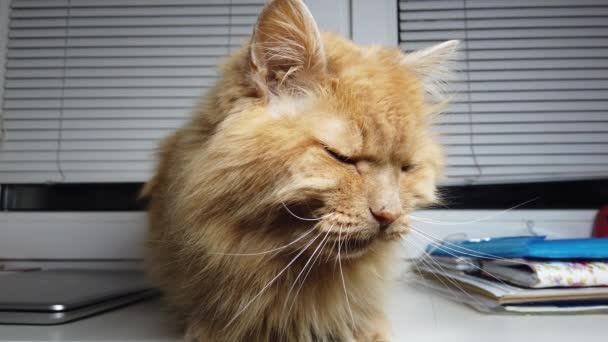 Kucing Cantik Berambut Merah Berbaring Ambang Jendela Hewan Peliharaan Berbulu — Stok Video
