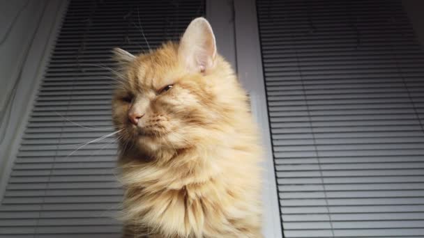 Słodki Rudy Kot Leżący Parapecie Puszyste Zwierzę Siedzi Domu Bez — Wideo stockowe