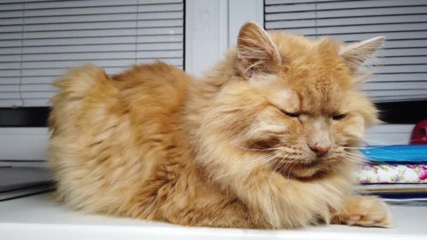 Cute Ginger Cat Lying Window Sill Fluffy Pet Sits Home — Stock Video