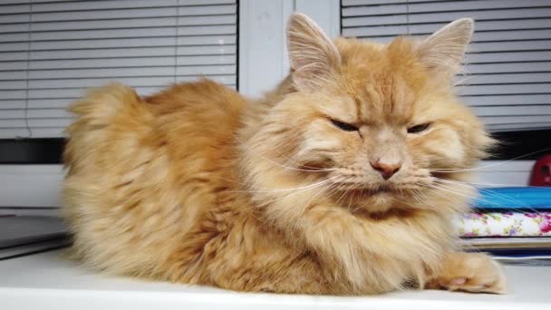 Kucing Cantik Berambut Merah Berbaring Ambang Jendela Hewan Peliharaan Berbulu — Stok Video