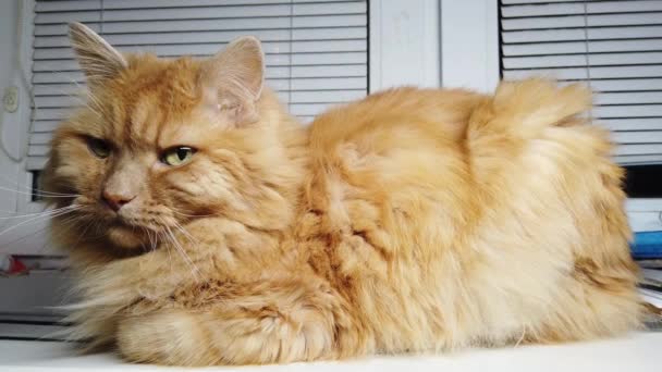 Lindo Gato Jengibre Acostado Alféizar Fluffy Mascota Sienta Casa Sin — Vídeos de Stock