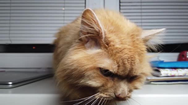 Lindo Gato Jengibre Acostado Alféizar Fluffy Mascota Sienta Casa Sin — Vídeo de stock