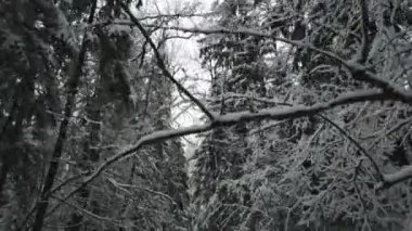 Karlı ve soğuk kış ormanı, karlı kış ormanlarında ağaç dalları