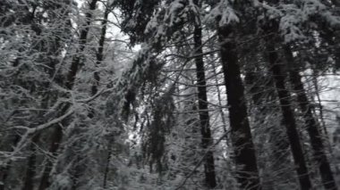 Karlı ve soğuk kış ormanı, karlı kış ormanlarında ağaç dalları