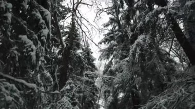 Karlı ve soğuk kış ormanı, karlı kış ormanlarında ağaç dalları
