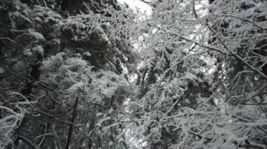Karlı ve soğuk kış ormanı, karlı kış ormanlarında ağaç dalları