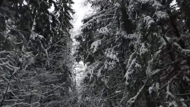 Karlı Soğuk Kış Ormanı Karlı Kış Ormanlarında Ağaç Dalları — Stok video
