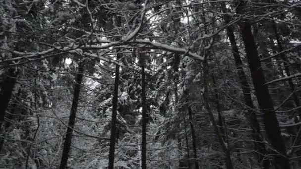 Bosque Invierno Nevado Frío Ramas Árboles Bosque Invierno Nieve — Vídeos de Stock