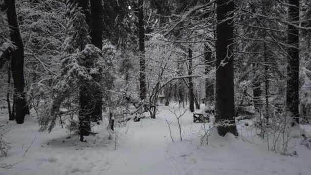 Forêt Hivernale Enneigée Froide Branches Arbres Dans Forêt Hivernale Dans — Video