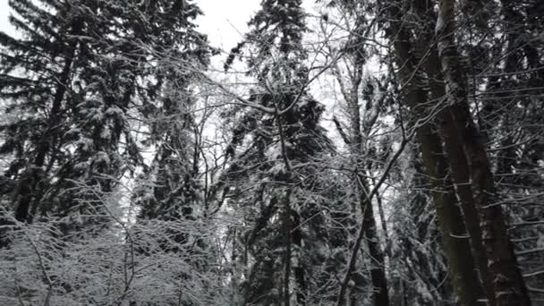 Forêt Hivernale Enneigée Froide Branches Arbres Dans Forêt Hivernale Dans — Video