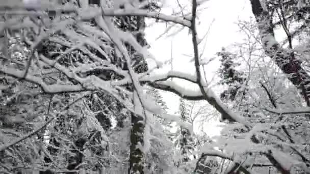 Bosque Invierno Nevado Frío Ramas Árboles Bosque Invierno Nieve — Vídeos de Stock