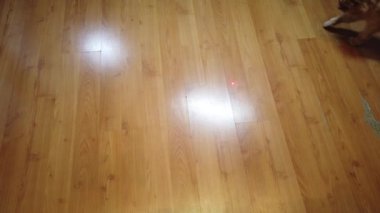 Turuncu kedi kırmızı nokta lazer işaretçisini kovalıyor