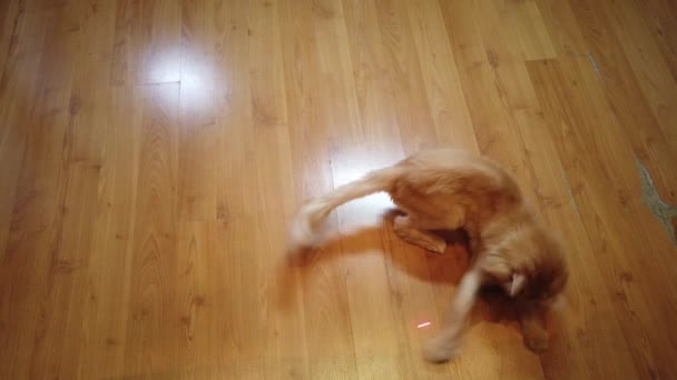 Oranžová Kočka Honí Červenou Tečku Laserový Ukazatel — Stock video