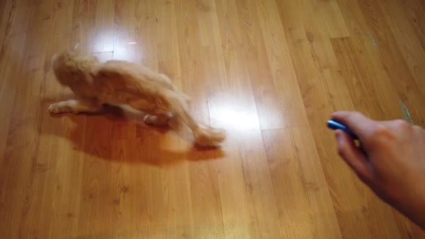 Pomarańczowy Kot Goni Czerwony Wskaźnik Laserowy Kropki — Wideo stockowe