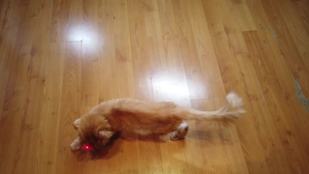 Orange Cat Chasing Red Dot Laser Pointer — Stock Video