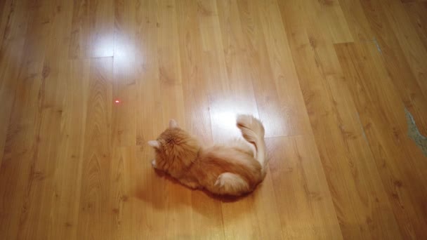 Pomarańczowy Kot Goni Czerwony Wskaźnik Laserowy Kropki — Wideo stockowe