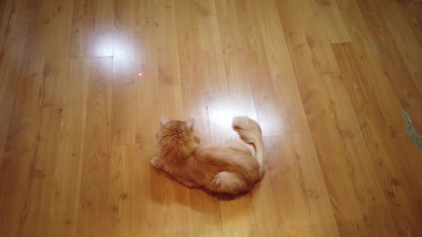 Puntatore Laser Puntino Rosso Caccia Gatti Arancioni — Video Stock