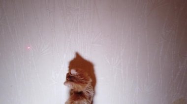 Kedi lazer işaretleyici kırmızı noktayla oynuyor