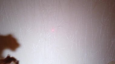 Kedi lazer işaretleyici kırmızı noktayla oynuyor