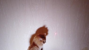 Kedi lazer işaretleyici kırmızı noktayla oynuyor