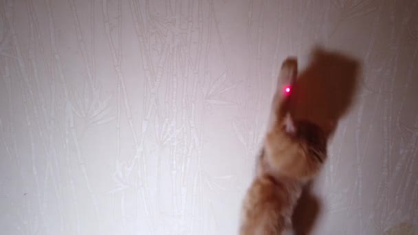 Cat Che Gioca Con Puntatore Laser Puntino Rosso — Video Stock