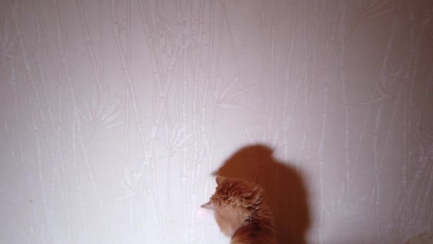 Jogo Gato Com Ponteiro Laser Ponto Vermelho — Vídeo de Stock