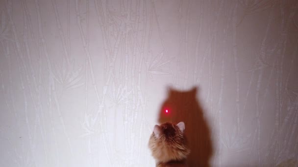 Cat Che Gioca Con Puntatore Laser Puntino Rosso — Video Stock