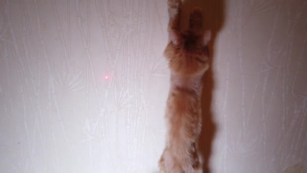 Kot Bawi Się Czerwoną Kropką Wskaźnika Laserowego — Wideo stockowe