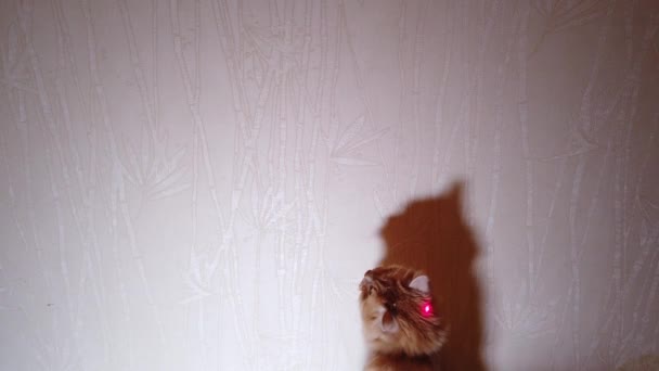 Katt Leker Med Laser Pekare Röd Prick — Stockvideo