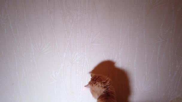 Cat Che Gioca Con Puntatore Laser Puntino Rosso — Video Stock