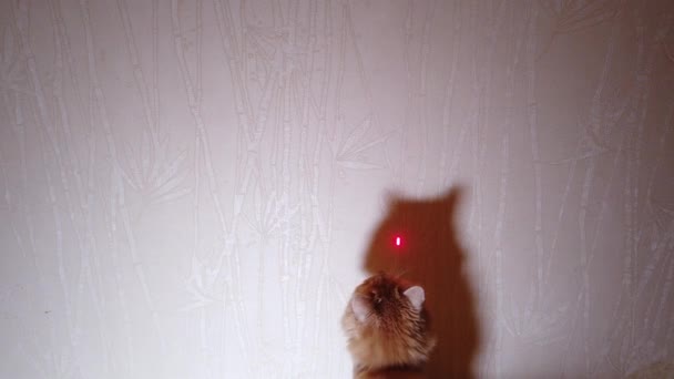 Cat che gioca con puntatore laser puntino rosso — Video Stock