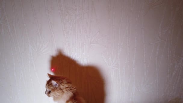 Cat che gioca con puntatore laser puntino rosso — Video Stock
