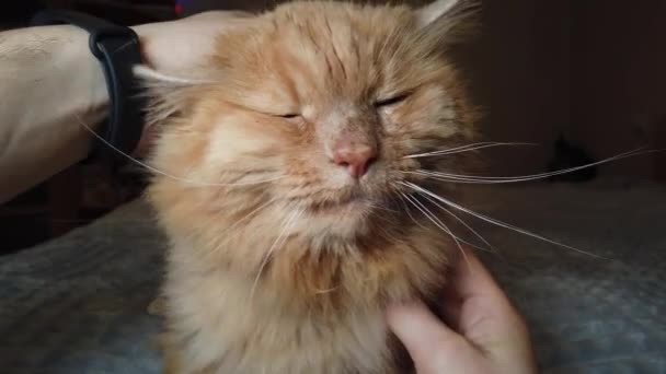 Ein Mann kratzt und streichelt eine auf dem Bett liegende rote Katze — Stockvideo