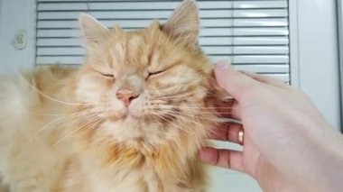 Bir adam kırmızı bir kediyi tırmalayıp okşar.