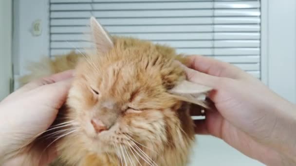 Man Scratches Strokes Red Cat Lying — Stock Video