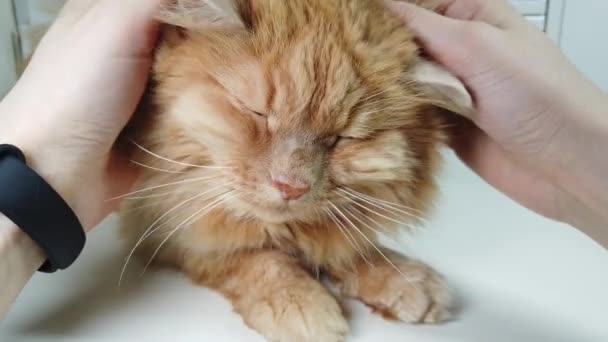 Man Scratches Strokes Red Cat Lying — Stock Video