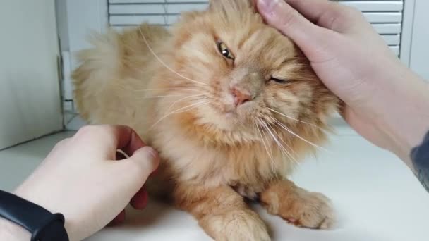 Man Scratches Strokes Red Cat Lying — Stock Video