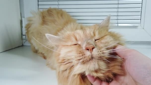 Man Scratches Strokes Red Cat Lying — Stock Video