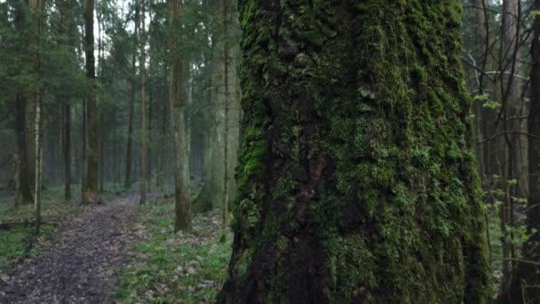 Vacker mystisk skog med grön mossa och härliga solstrålar med dimmig ånga och regn. — Stockvideo